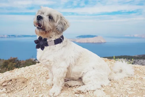Vista 3 de Lionet Paws Collar de perro con flor, suave y cómodo, collar ajustable para cachorros y gatos niñas, cuello de 8 a 12 pulgadas