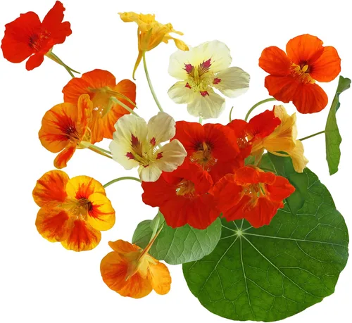 Vista 3 de Tall Trailing Mix Capuchina para plantar - Atractiva vid floreciente de colores mixtos - (1,000 semillas)
