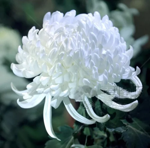 Vista 4 de 120 semillas de crisantemo auténtica araña china flor rara comestible té exótico flor blanca
