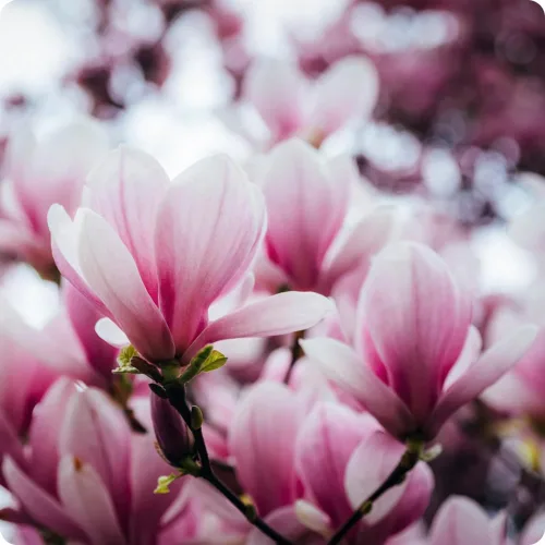 Vista 2 de Más de 10 semillas de flores de magnolia de mezcla perenne para plantar al aire libre, plantas de árboles de magnolia, plantas ornamentales