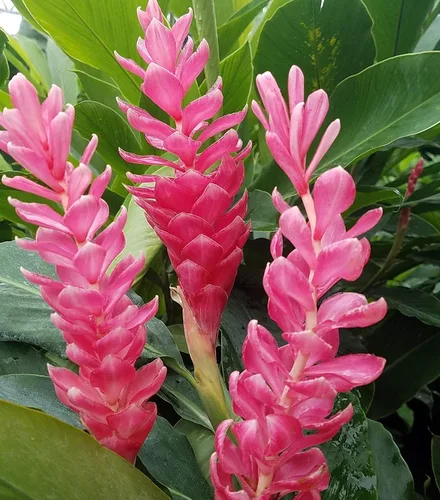 Vista 4 de Raíz de planta de jengibre rosa hawaiano - 1 paquete - 2 raíces pp Discount