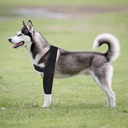 Vista 7 de Protector de codo para perro, coderas de perro para pierna delantera para alivio elástico de tumores de efusión, callos, edema, displasia, úlceras