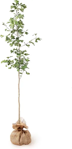 Vista 6 de Brighter Blooms Árbol de ginkgo, 3-4 pies - Árbol de sombra colorido Resistente y versátil Bajo mantenimiento No se envía a AZ