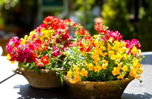 Vista 6 de Seeds Nemesia Galaxy Seed Mix 450+ Semillas para plantar flores anuales