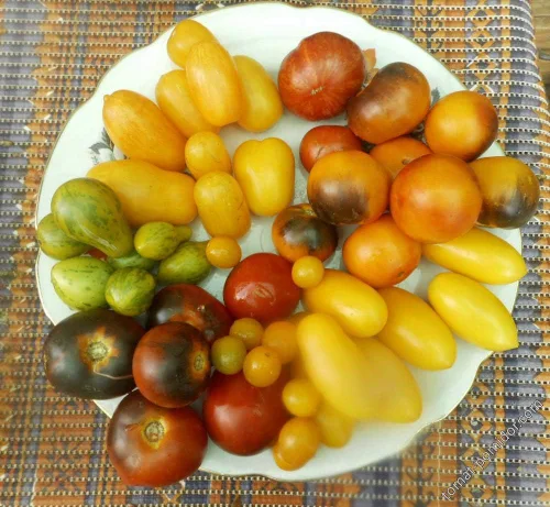 Vista 2 de Semillas de tomate Caleidoscopio Mix (de pequeño a gigante) Vegetales tradicionales para plantar sin OMG
