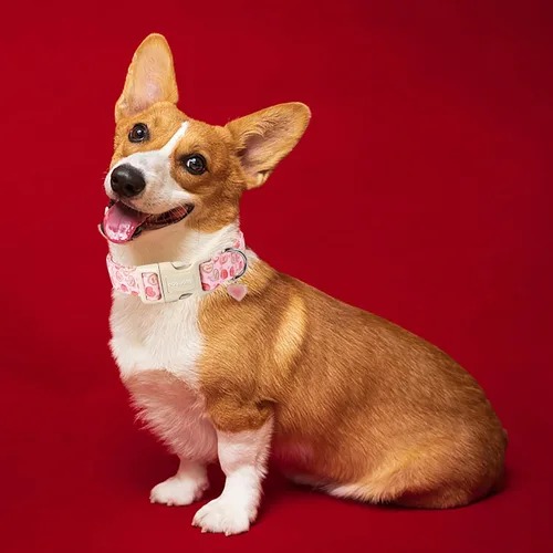 Vista 137 de DOGWONG Collar para perro de San Valentín, collar ajustable de algodón con corazón de caramelo azul, perfecto para perros pequeños a medianos
