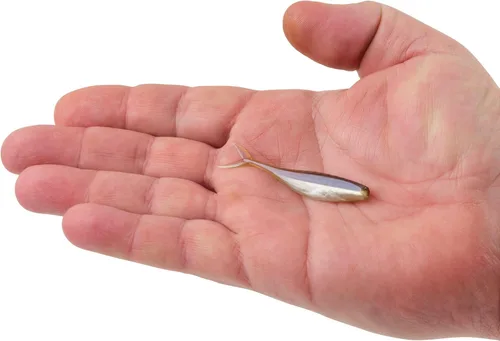 Vista 3 de Berkley PowerBait The Champ Minnow - Cebo suave de pesca, calabaza verde, 3.4 pulgadas