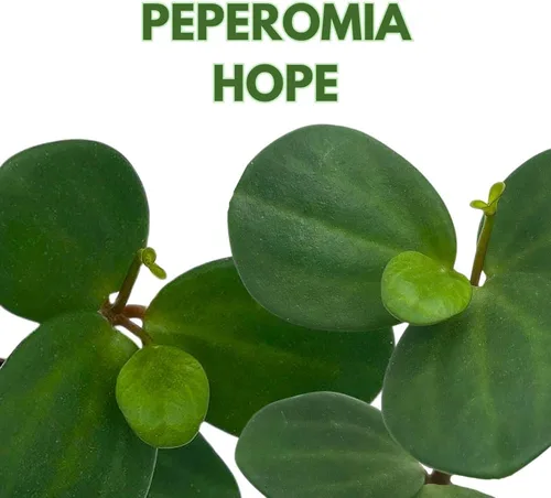 Vista 2 de BubbleBlooms Peperomia Esperanza en una olla rotundifolia de 4 pulgadas