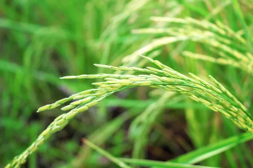 Vista 6 de Harina de arroz integral orgánica, 1.5 libras, sin OMG, finamente molida a partir de arroz de grano largo, sin blanquear, sin tratar, comida vegana