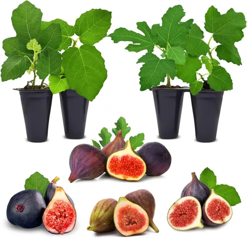 Vista 6 de Planta de Higo Black Mission (Paquete de 4) Planta frutal viva para plantar Cultive sus propios higos dulces y jugosos en casa Árbol fácil