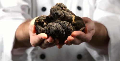 Vista 6 de Setas de trufa negra sin OMG para plantar esporas de desove de micelio