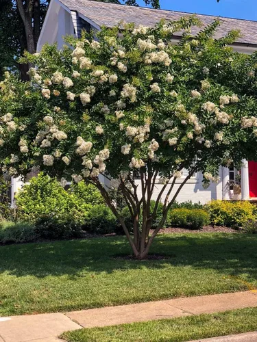 Vista 9 de Crape Myrtle Natchez 3 plantas vivas Lagerstroemia Indica Hermoso árbol floreciente blanco de bajo mantenimiento