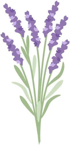 Vista 3 de CafePress Tazas de flores de lavanda 11 oz (11.0 fl oz) Taza de café de cerámica Blanco