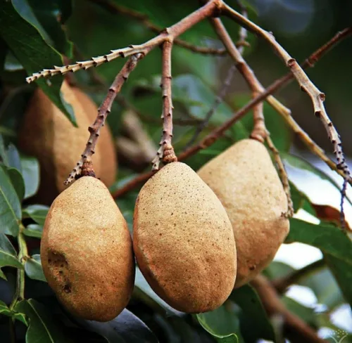 Vista 4 de Barùkas: Las nueces más saludables del mundo.
