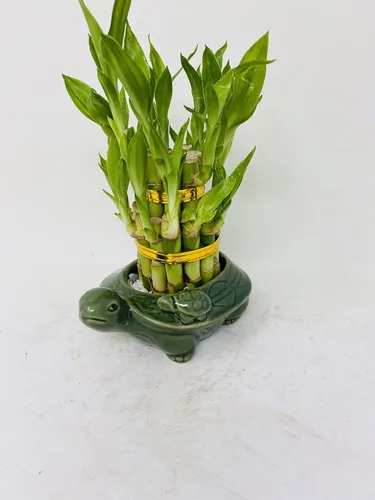 Vista 3 de Lucky Bamboo - Torre de 2 niveles con maceta de tortuga, única de Jmbamboo