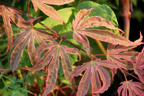 Vista 5 de Shirazz Arce Japonés - Crema y Rosa Variegación Planta Viva, 1 Año