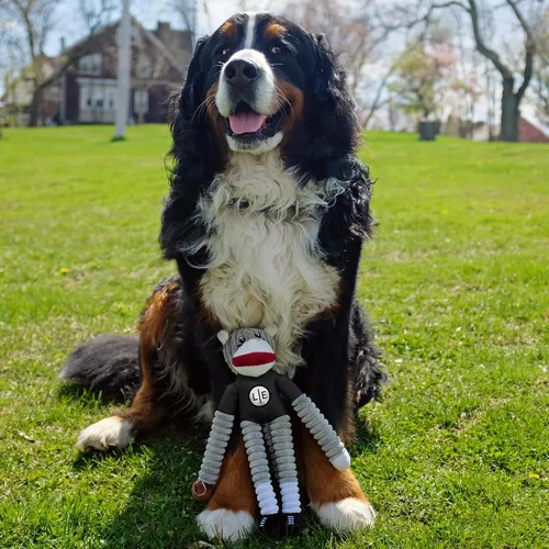 Vista 3 de Littlearth NFL Sock Monkey Pet Toy, Team Color, One