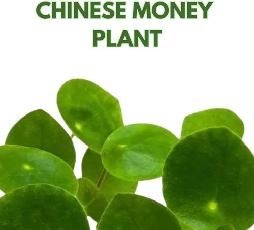 Vista 2 de BubbleBlooms Planta de dinero chino Pilea Peperomioides en maceta de 2 pulgadas