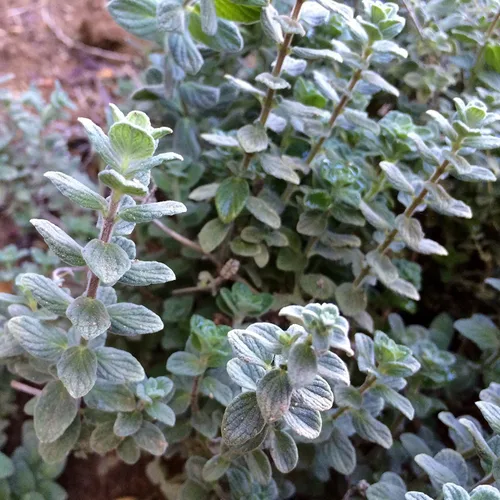 Vista 5 de Wild Zaatar - Semillas de orégano (Origanum syriacum) Más de 30 semillas de hierbas raras de reliquia en cápsulas de semillas congeladas