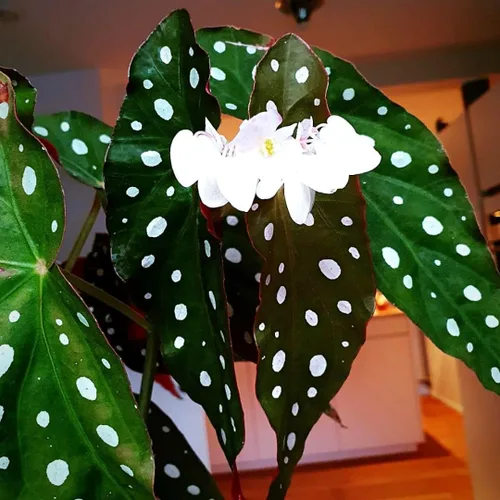 Vista 2 de Begonia - Planta viva para exteriores, puede crecer como begonia llorona, planta de floración de rápido crecimiento y fácil cuidado