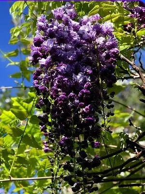 Vista 3 de Black Dragon Wisteria Vine - Vid fragante de doble floración 2 años