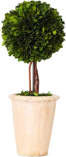 Vista 9 de Esfera decorativa de boj preservada, hojas de boj reales, plantas verdes, decoración del hogar para Navidad, Día de Acción de Gracias, regalos que