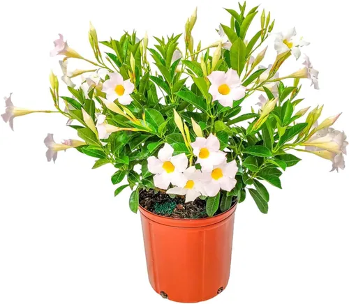 Vista 11 de Tropical Plants of Florida - Arbusto blanco de Dipladenia - Altura total de 14 pulgadas - Maceta de 6 pulgadas (1 galón) (solo planta)