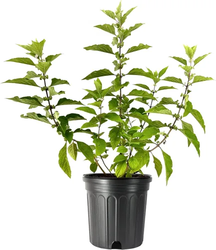 Vista 10 de Beautyberry - Planta de tamaño grande de 1 galón Callicarpa Americana, arbusto de crecimiento rápido, bayas moradas vibrantes, atrae aves, follaje