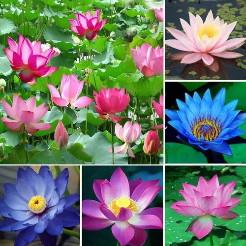 Vista 3 de 100 semillas de loto mixtas, semillas de loto acuáticas perennes para plantar, flores de loto bonsái para interiores y exteriores, flores de lirio