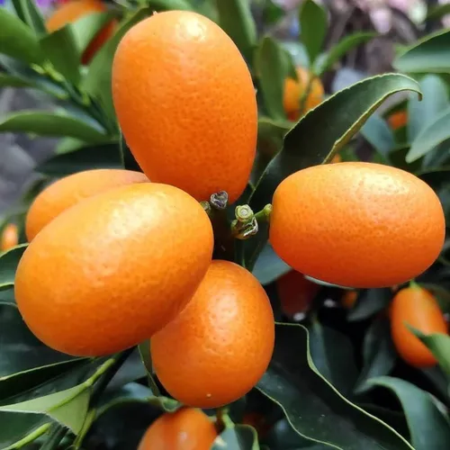 Vista 2 de 10 semillas de nagami kumquat semillas de árboles frutales cítricos