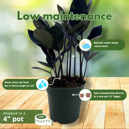 Vista 5 de BubbleBlooms ZZ negro, 4 pulgadas Raven Zamioculcas Zamiifolia Dowon Jet-Black
