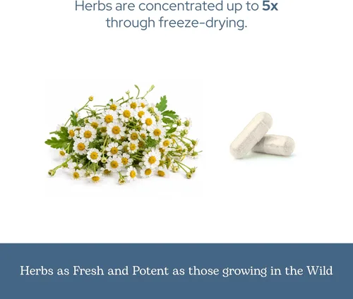 Vista 6 de Eclectic Herb - Cápsulas de matricaria Apoyo para la tensión de cabeza y cuello Suplemento de hierbas Cultivado en EE. UU., vegano, sin OMG
