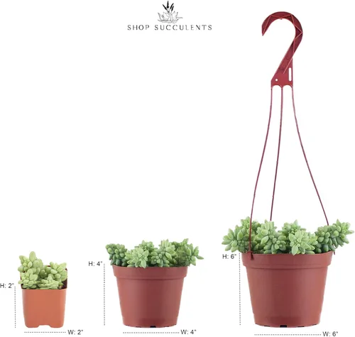 Vista 7 de Suculentas Shop Succulents, colección variada