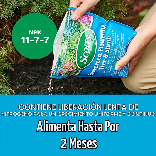 Vista 7 de Scotts Árbol de hoja perenne, árbol y arbusto en flor Alimento vegetal