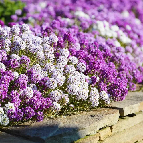 Vista 4 de Eden Brothers Alyssum Seeds - Cesta de Oro