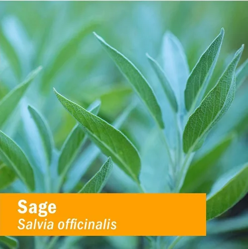 Vista 5 de Herb Pharm Extracto de hierbas líquido de salvia: para apoyo de claridad mental y salud cerebral Certificado orgánico, sin gluten, vegano, sin