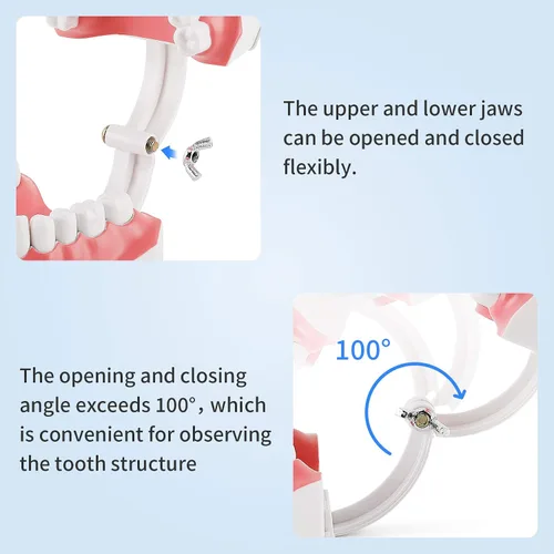 Vista 6 de Annhua Modelo de dientes dentales grandes con cepillo de dientes dental, 2 veces cepillado de dientes, herramientas de enseñanza con dientes
