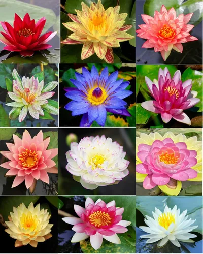 Vista 8 de 30 unidades de semillas de loto en cuenco, semillas de loto en bonsái para plantar lirio de agua, flor rosa, púrpura, roja, plantas acuáticas