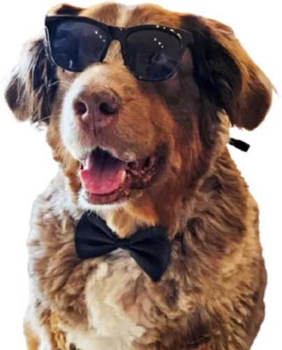 Vista 20 de G006 - Lentes de sol para disfraz de perro mascota de los años 80, para sesión de fotos, razas medianas de 20 a 40 libras