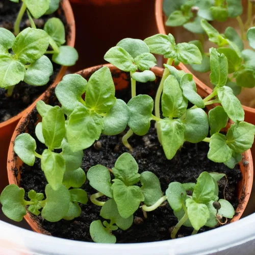 Vista 6 de Seed Needs Shiso - Semillas de hierbas variadas, paquete de 2 sin OMG y perilla de reliquia