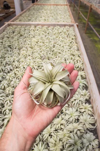 Vista 2 de Planta de aire Tillandsia Xerographica 3-4" de ancho por Garden in the City/Barcos desde California/Cultivado en invernadero (Mini (3-4"))