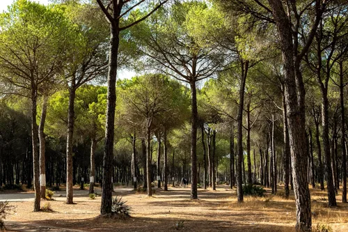 Vista 9 de 5 Pine Nut Italian Stone Pine Pinus Pinea Umbrella Evergreen Conifer Tree Seeds