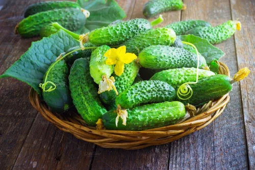 Vista 2 de Semillas Vegetales Pepino Titus Heirloom para Decapado 45 Días - 20 Semillas