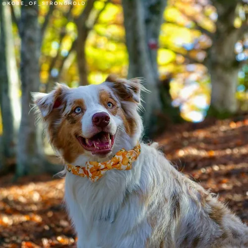 Vista 4 de Collar de otoño para perro con pajarita extraíble para perros medianos, collar de perro de Acción de Gracias de Halloween