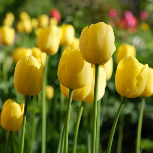 Vista 2 de Bulbos de floración de primavera de tulipán perenne amarillo dorado gigante (6)