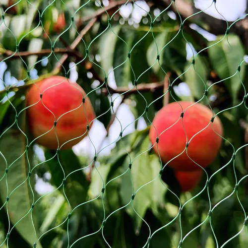 Vista 8 de Red para pájaros para jardín de 6.5 x 50 pies, malla de 1/4 de pulgada, protege arándanos, fresas, tomates, verduras. Red de árboles frutales
