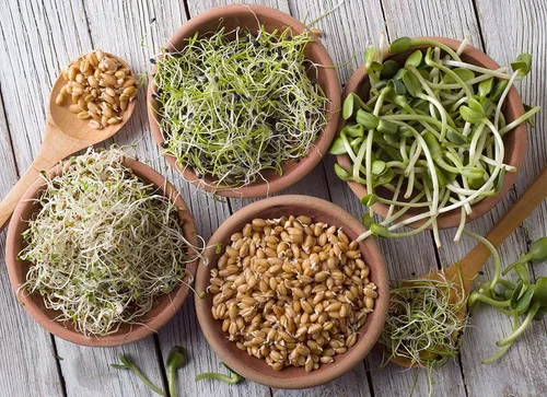 Vista 8 de Handy Pantry Organic Sbrouting Seed Mix – 2.5 lb – 10 variedades: Alfalfa Frijol mung, brócoli, lentejas, trébol, trigo sarraceno, rábano