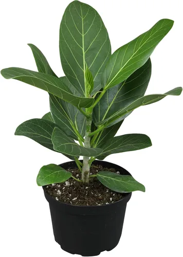 Vista 9 de Plantas for Pets - Higuera de hoja de violín (paquete de 4), paquete de plantas Ficus Lyrata, entrega de plantas vivas de Ficus, decoración popular