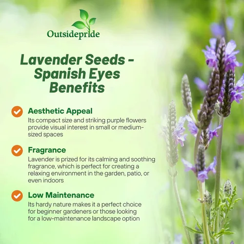 Vista 3 de Outsidepride Spanish Eyes - Semillas de lavanda para plantar al aire libre, 100 piezas de semillas de hierbas perennes, de crecimiento rápido