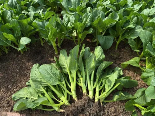 Vista 3 de 4000 semillas de Choy Sum de alta calidad – Cải Ngồng – Yu Choy – Semillas de col china en flor – Sin OMG, reliquia, tasa de germinación del 99%